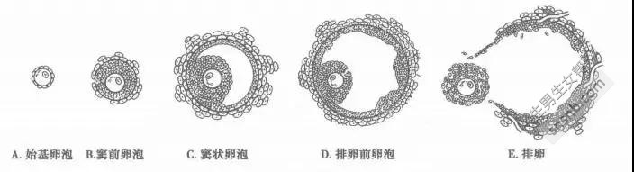 孕妇在冬季应该吃的6大食物，你知道多少？