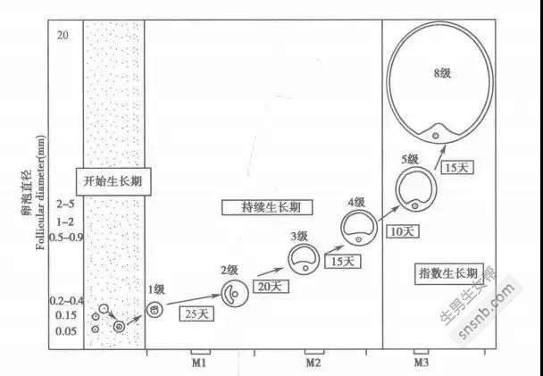 孕妇在冬季应该吃的6大食物，你知道多少？